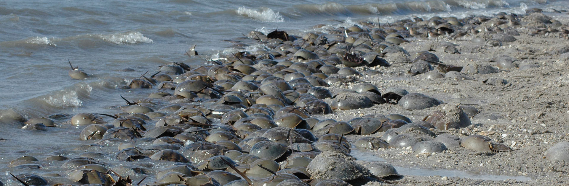 Delaware National Estuarine Research Reserve