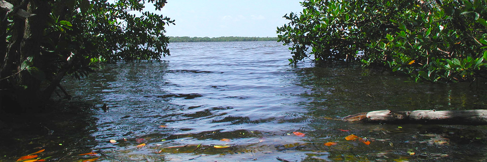 Rookery Bay National Estuarine Research Reserve