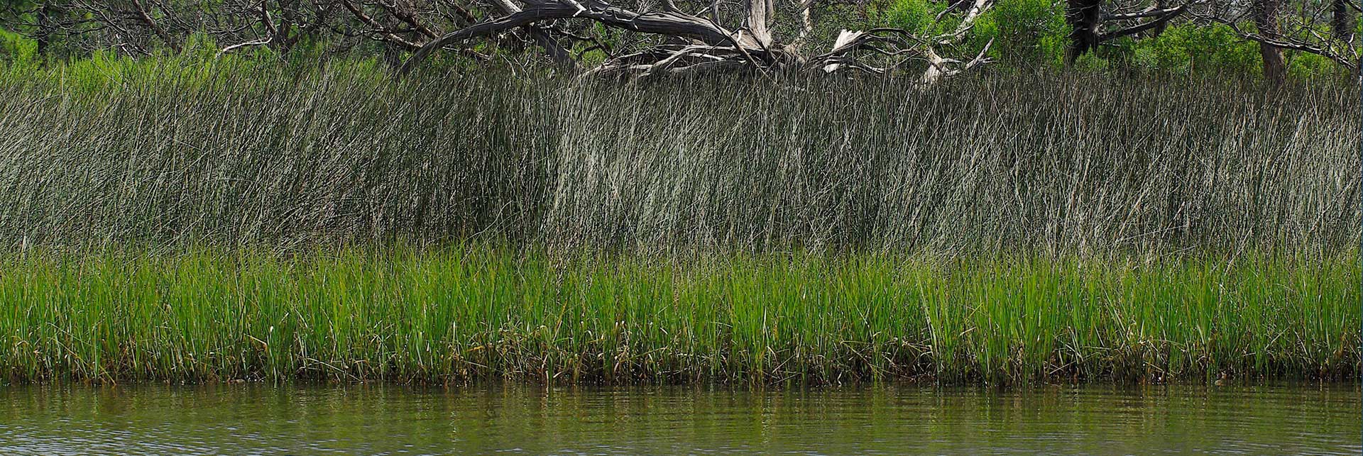 Weeks Bay National Estuarine Research Reserve